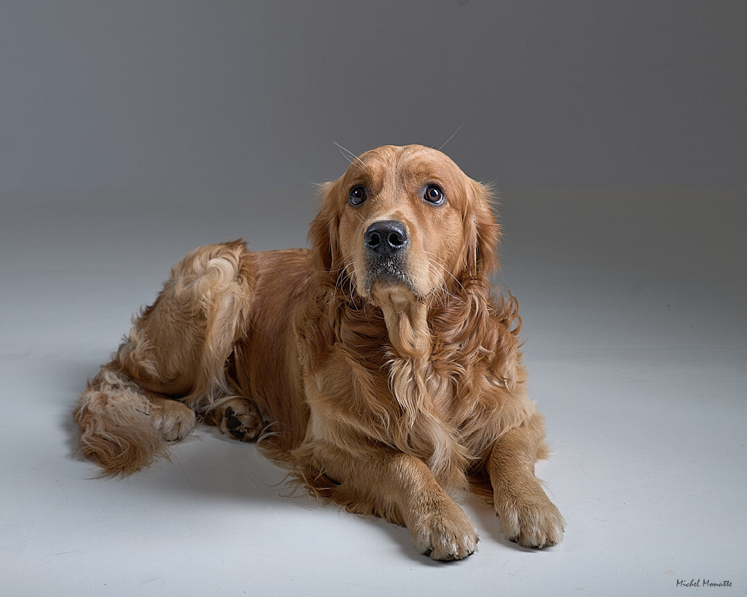 Portrait Golden Retriever couché studio Toulouse Michel Monatte photographe chien