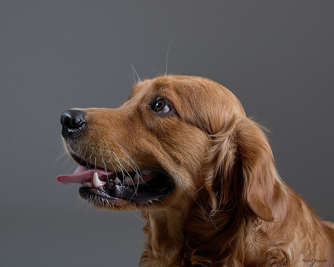 Portrait Golden Retriever profil studio Toulouse Michel Monatte photographe chien